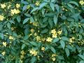Italian jasmine 